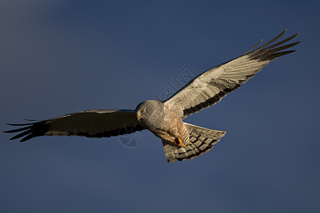 库内哈里鱼飞行航班羽毛野生动物食肉翅膀荒野马戏团形目猎人男性图片