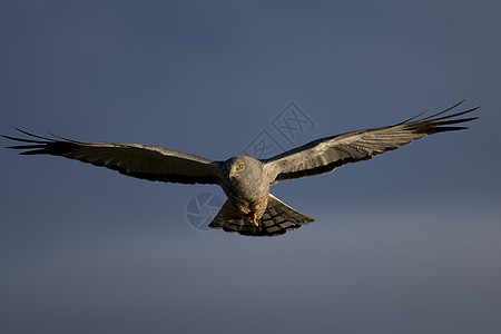 库内哈里鱼飞行男性航班野生动物食肉动物羽毛荒野攻击观鸟猎人图片