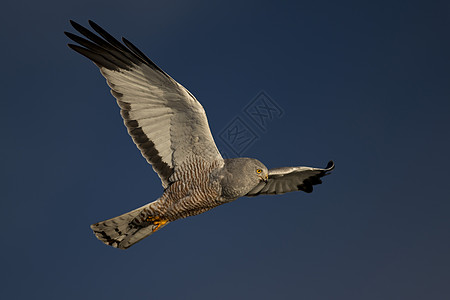 库内哈里鱼飞行马戏团羽毛航班形目攻击猎人野生动物动物男性观鸟图片
