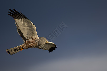 库内哈里鱼飞行羽毛攻击荒野观鸟男性野生动物猎人食肉动物航班图片