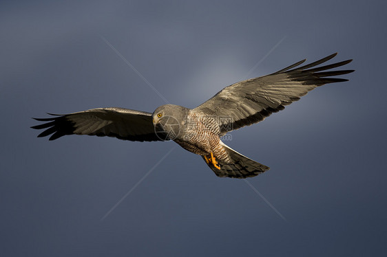 库内哈里鱼飞行食肉翅膀马戏团航班野生动物攻击荒野猎人男性观鸟图片