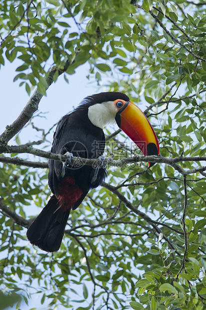 一个分行上的图卡异国情调荒野羽毛热带黑色动物公园动物群翅膀图片
