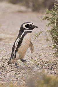 磁力企鹅动物动物群海鸟野生动物荒野图片