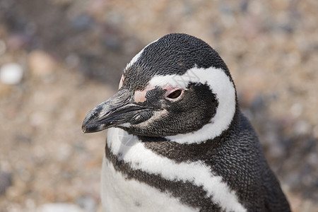 磁力企鹅肖像野生动物海鸟动物动物群荒野图片