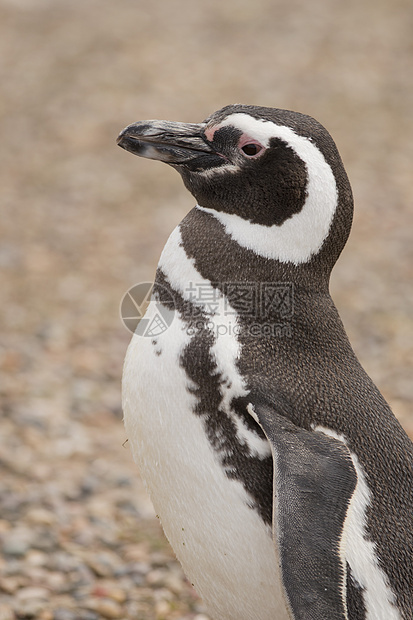 磁力企鹅动物海鸟野生动物荒野动物群图片