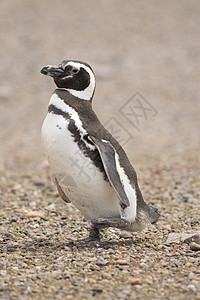 磁力企鹅动物群野生动物海鸟动物荒野图片