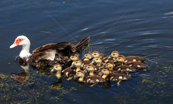 母亲和湖中十几个可爱的鸭子图片