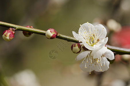 梅花花粉植物群节日季节李子花瓣宏观母亲美丽植物学图片