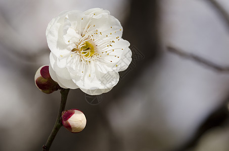 梅花植物学植物宏观李子季节植物群花瓣花粉美丽母亲图片