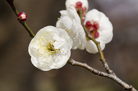 梅花花瓣植物植物学季节植物群节日花粉宏观李子美丽图片