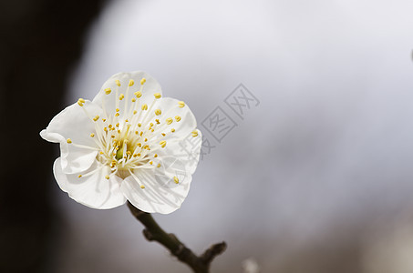 梅花美丽宏观植物学花粉植物群植物花瓣母亲节日李子图片