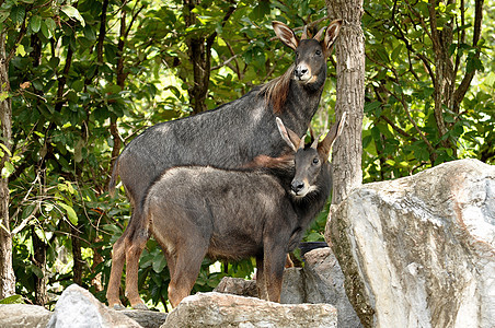 塞罗野生动物生物哺乳动物羚羊森林山羊荒野血清叶子热带图片