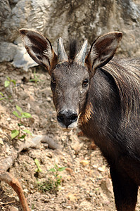 塞罗羚羊血清地面叶子森林山羊丛林热带喇叭哺乳动物图片