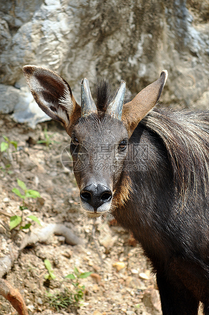 塞罗荒野肌肉动物园野生动物地面喇叭热带山羊丛林血清图片