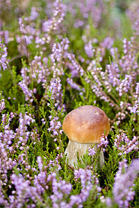 石her中的小型蘑菇宏观季节美味苔藓食物棕色叶子紫色环境森林图片