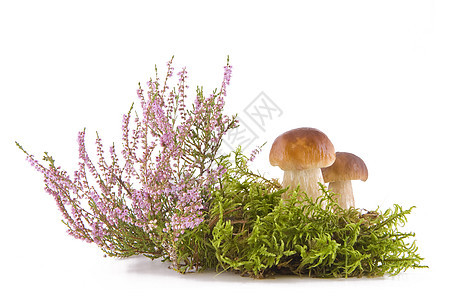 两个新鲜蘑菇菌类绿色季节美味宏观森林泥炭烹饪叶子营养图片
