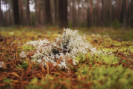 森林秋季季节的植物图片