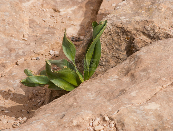 在石头上生长的青绿植物图片