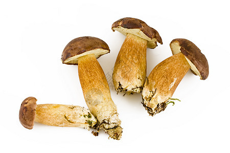 四个新鲜蘑菇图片
