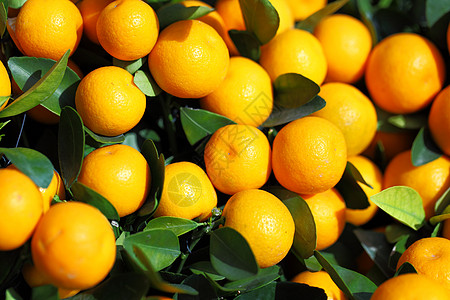 中国新年柑橘水果植物叶子运气绿色橙子食物图片