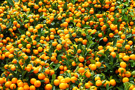 中国新年柑橘水果绿色运气叶子食物橙子植物图片
