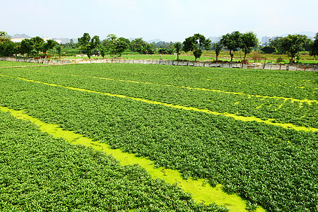 字段国家种植食物草药场地蔬菜农村破坏绿色农民图片