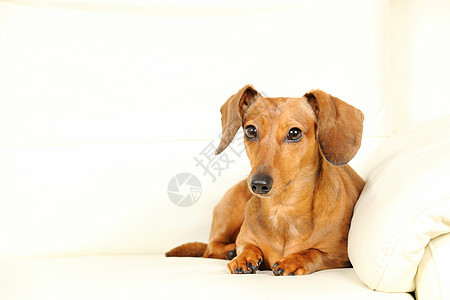 沙发上的达尚狗白色哺乳动物儿子小狗犬类宠物食肉棕色动物朋友图片