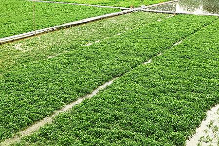 字段种植草原农村草药场景绿色天空食物沙拉收成图片