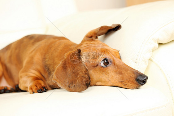 沙发上的达尚狗幼兽伴侣朋友食肉宠物白色棕色动物儿子爸爸图片
