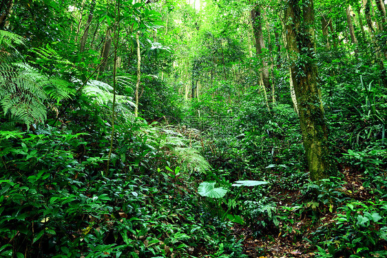 丛林环境叶子墙纸流动荒野石头热带风景溪流瀑布图片