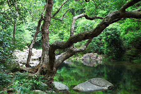 林里有水和树丛林瀑布天堂石头热带叶子阳光野生动物旅行风景图片