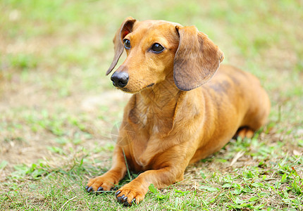 达尚狗喜悦小狗宠物鼻子毛皮猎犬动物草地犬类耳朵图片