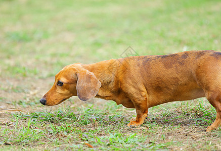 达尚狗耳朵犬类毛皮小狗猎犬草地喜悦动物鼻子宠物图片