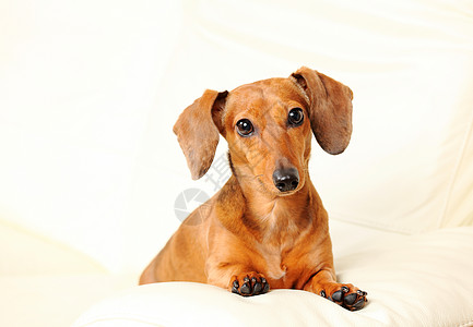 沙发上的达尚狗小狗哺乳动物动物宠物伴侣幼兽犬类棕色朋友食肉图片