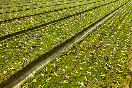 字段蔬菜草药食物天空农民农村绿色破坏场地场景图片