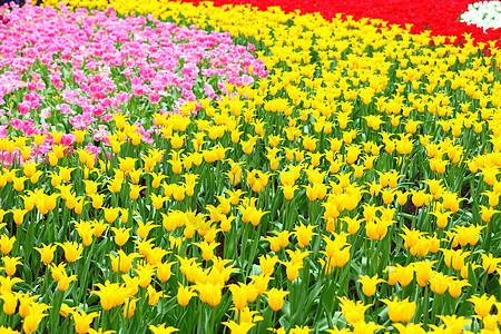 郁金花红色花茎黄色植物群礼物生命花园植物花束白色图片