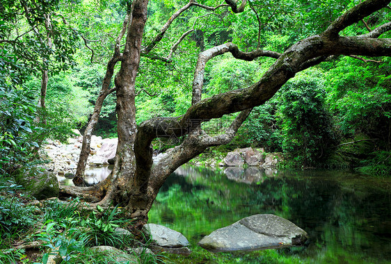 丛林中的树木和林里的水流动墙纸旅行野生动物溪流风景阳光公园石头瀑布图片