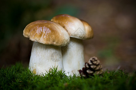 两个蘑菇食物蔬菜宏观美味泥炭森林苔藓荒野菌类绿色图片