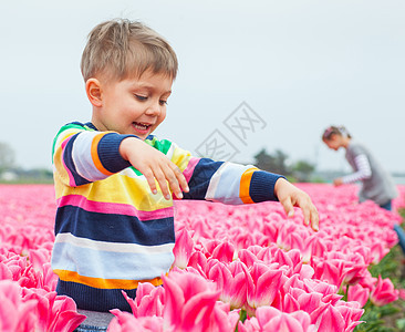 Tullip 域的男孩季节紫色铭文花束草地郁金香男生生活场地生长图片