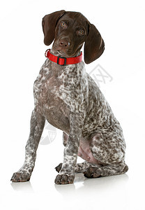德国短发指针小狗白色灰色脊椎动物犬类动物观众水平男性棕色哺乳动物图片