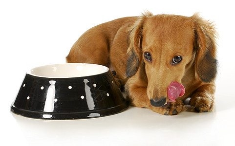 喂养狗盘子工作室食物享受宠物小狗相机犬类动物狗粮图片