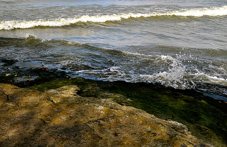 藻叶和水湖岸苔藓波浪海浪银行树叶绿色叶子岩石图片