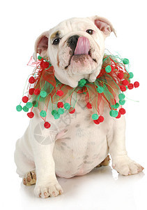 圣诞小狗红色动物围巾白色绿色舌头斗牛犬宠物图片