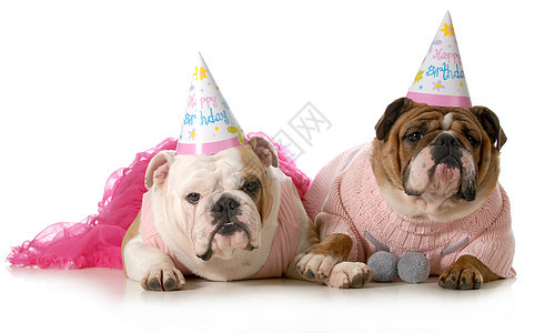 生日狗庆典哺乳动物小狗玩具胡须婴儿反射帽子派对斗牛犬图片