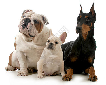 三只狗反射裁剪警报肌肉团体宠物犬类黑色短毛动物图片
