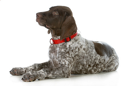 德国短发指针脊椎动物动物衣领宠物犬类家畜黑色短毛小狗白色图片