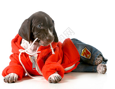 可爱的小狗帽衫宠物男性爪子运动衫毛衣动物戏服喜剧情感图片