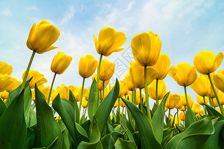 Tullips 字段钥匙礼物花店出口边界问候语花园郁金香蓝色农村图片