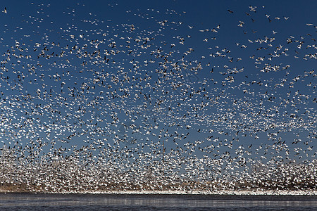 移动雪地鹅鸟类飞行航班植绒蓝色蓝鹅蓝天迁移动物群天空图片