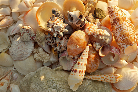 洋壳背景图片